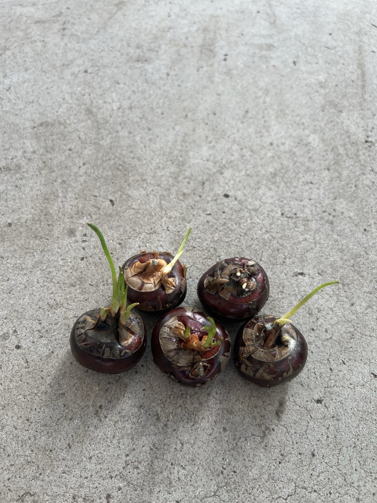 5 Pcs Water Chestnut Bulbs Eleocharis Dulcis Sprouted Ready to Plant