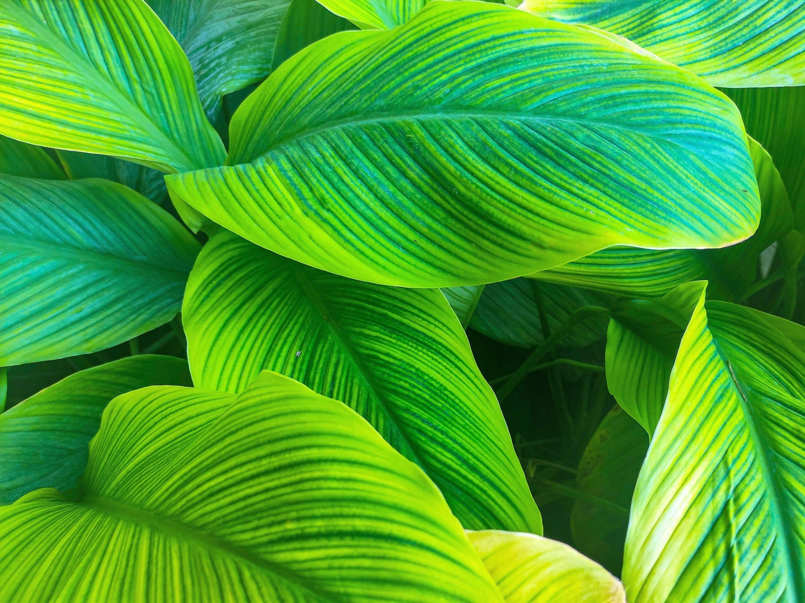 5 YELLOW CANNA LILY Indian Shot Canna Indica Flower Seeds *Flat S/H
