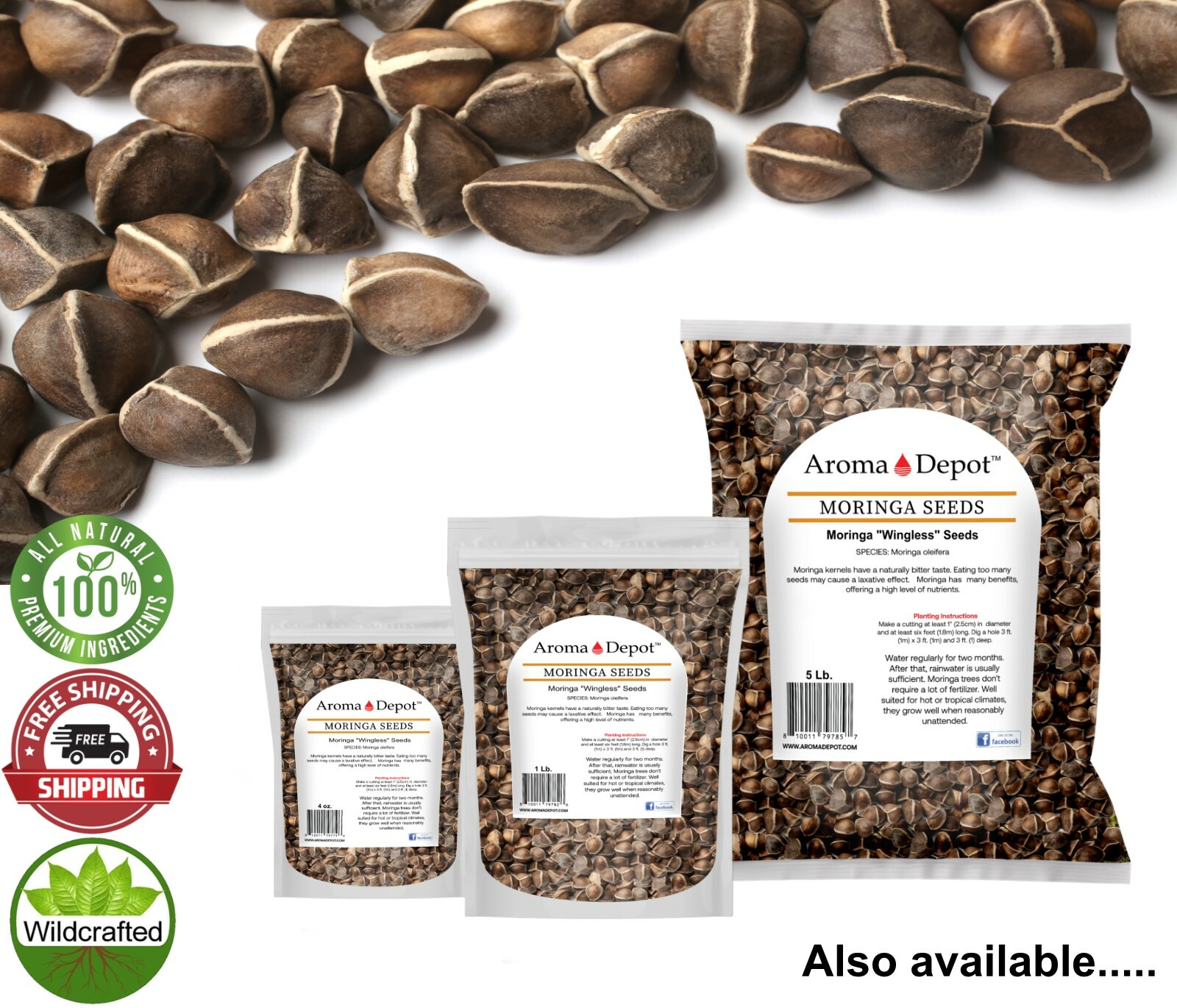 4 oz. Moringa Seeds 400 Fresh Semilla de Moringa oleifera 5 Pouches Malunggay