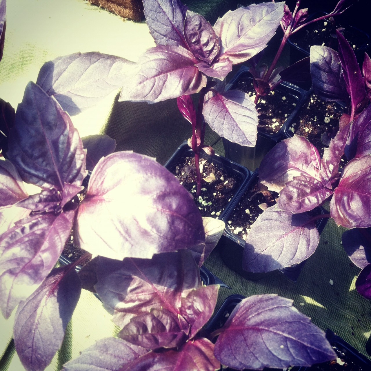300+ seeds PURPLE DARK OPAL BASIL Ocimum basilicum ‘Dark Opal’