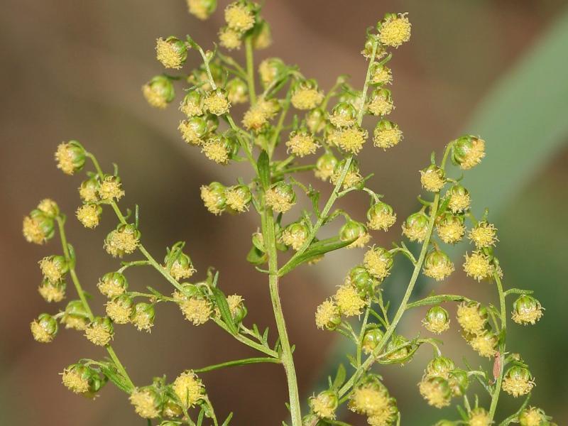 Sweet Annie Seeds – Artemisia annua – Sagewort – Wormwood – 1000 or 5000 Seeds
