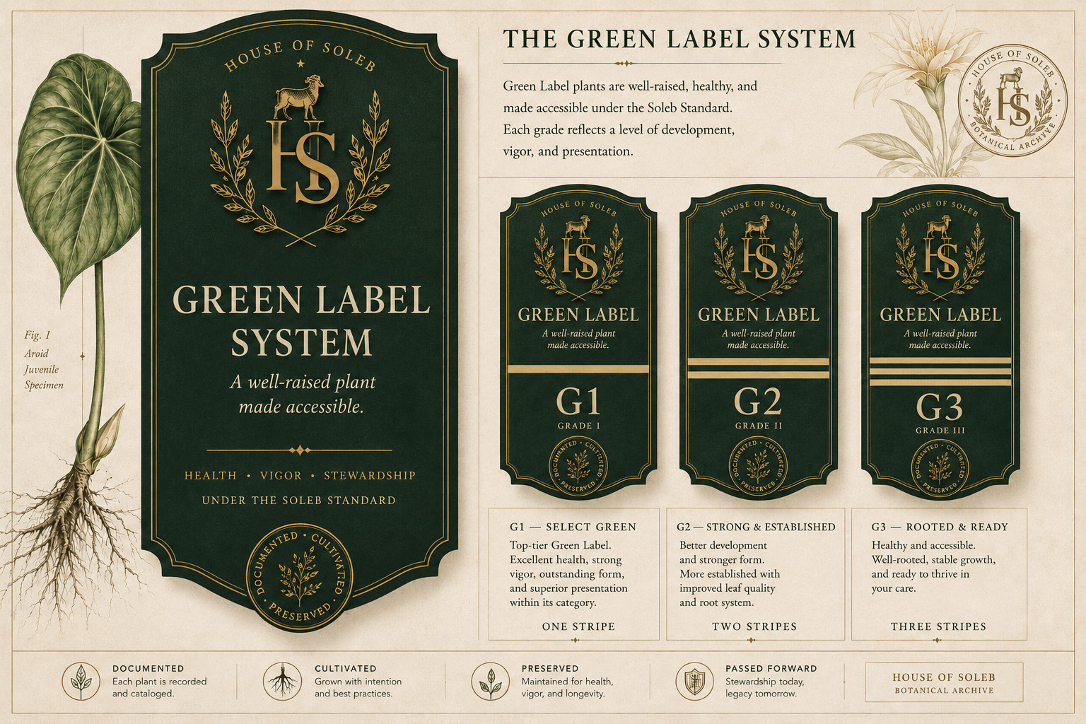 🌿 Alocasia Black Velvet G1 | House of Soleb Green Label Release 🌿