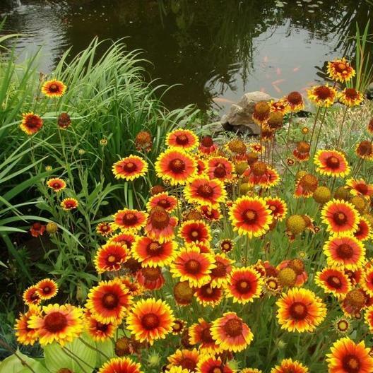 BLANKET FLOWER Perennial Gaillardia Native Wildflower Fresh Non-GMO 200 Seeds