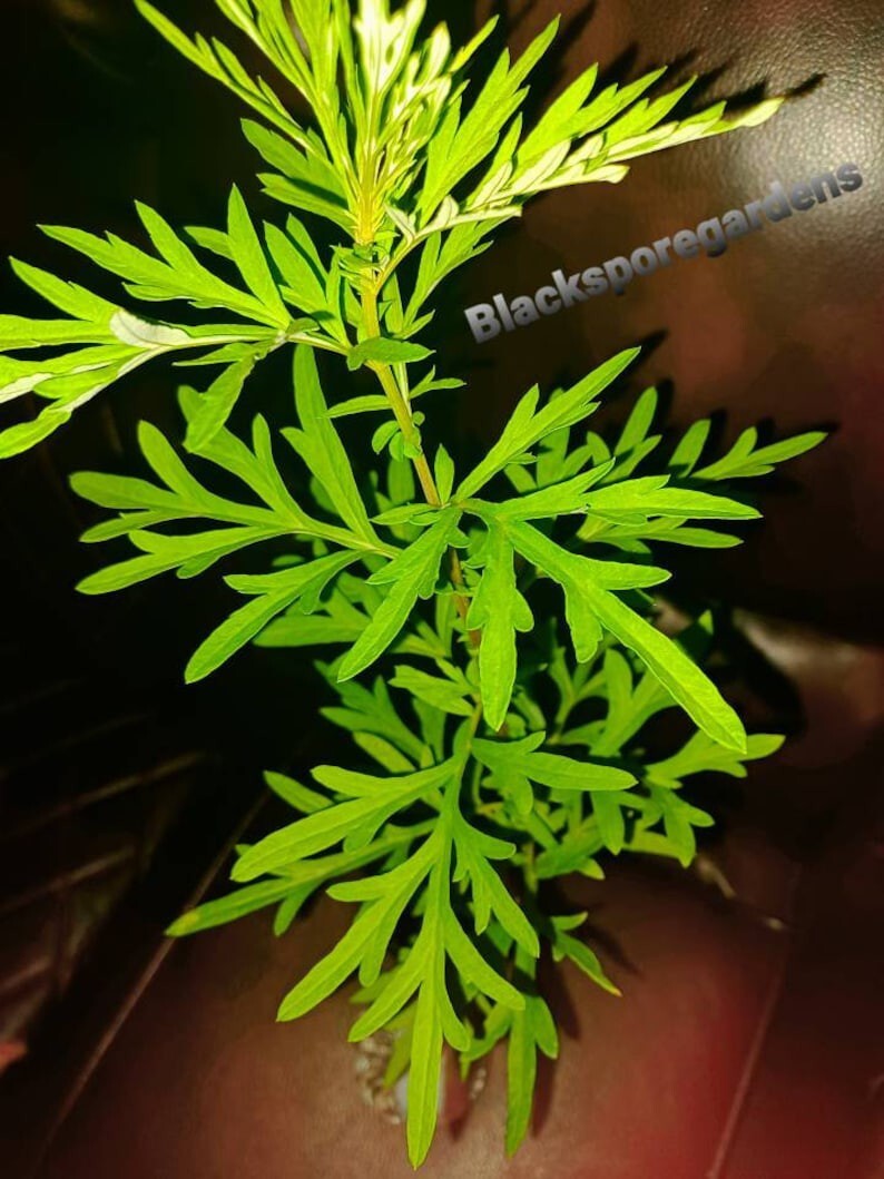 2 Live Mugwort Plant (Artemisia vulgaris) Lucid dreaming 12 – 18 inches tall