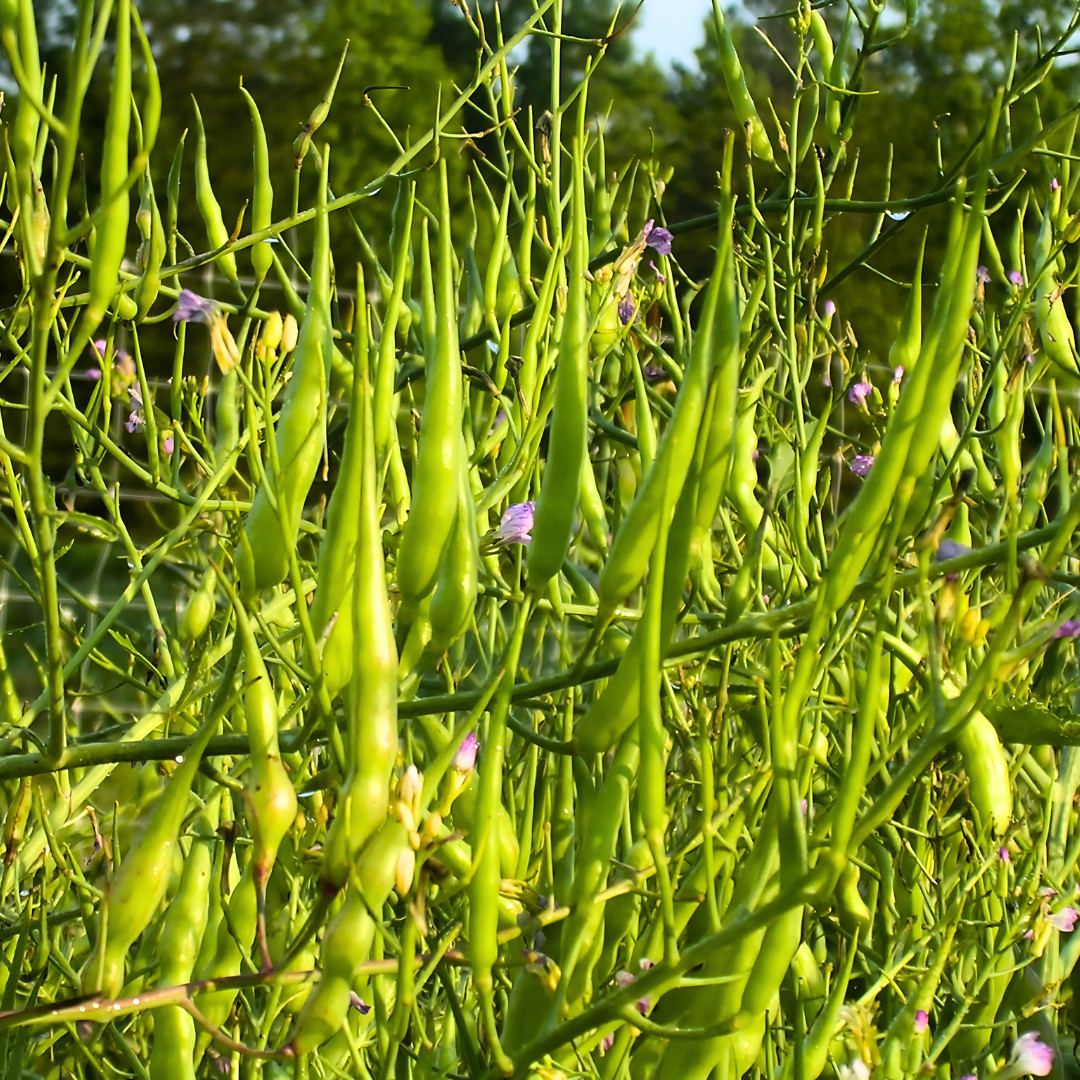 Fresh Rat Tail Radish Seeds | Radish | Heirloom Non-GMO | Asian Vegetables