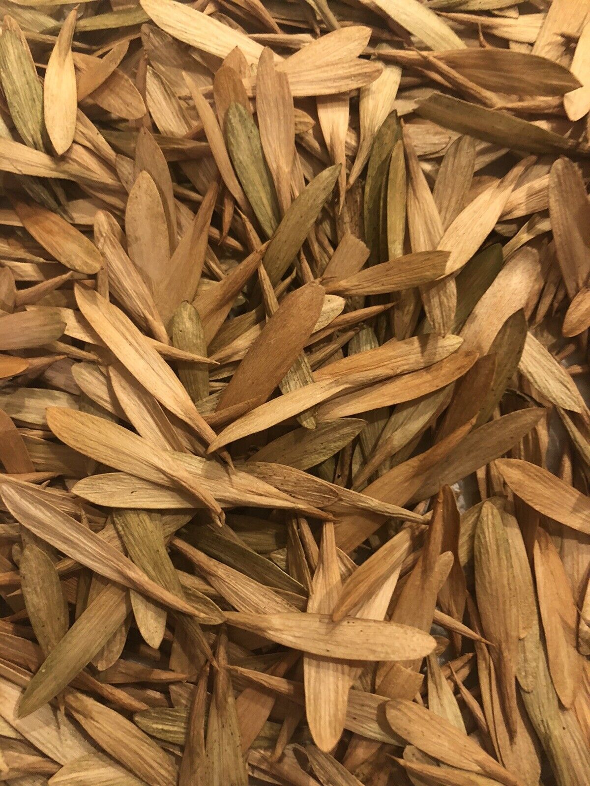 Green Ash Tree Plant Seeds (Fraxinus Pennsylvanica) 20-500