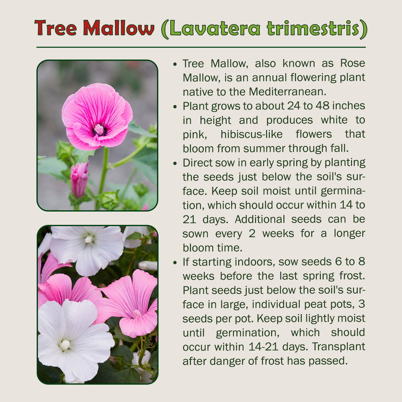 200 Tree Mallow Seeds, Lavatera trimestris, Rose Mallow, Pollinator Attractor