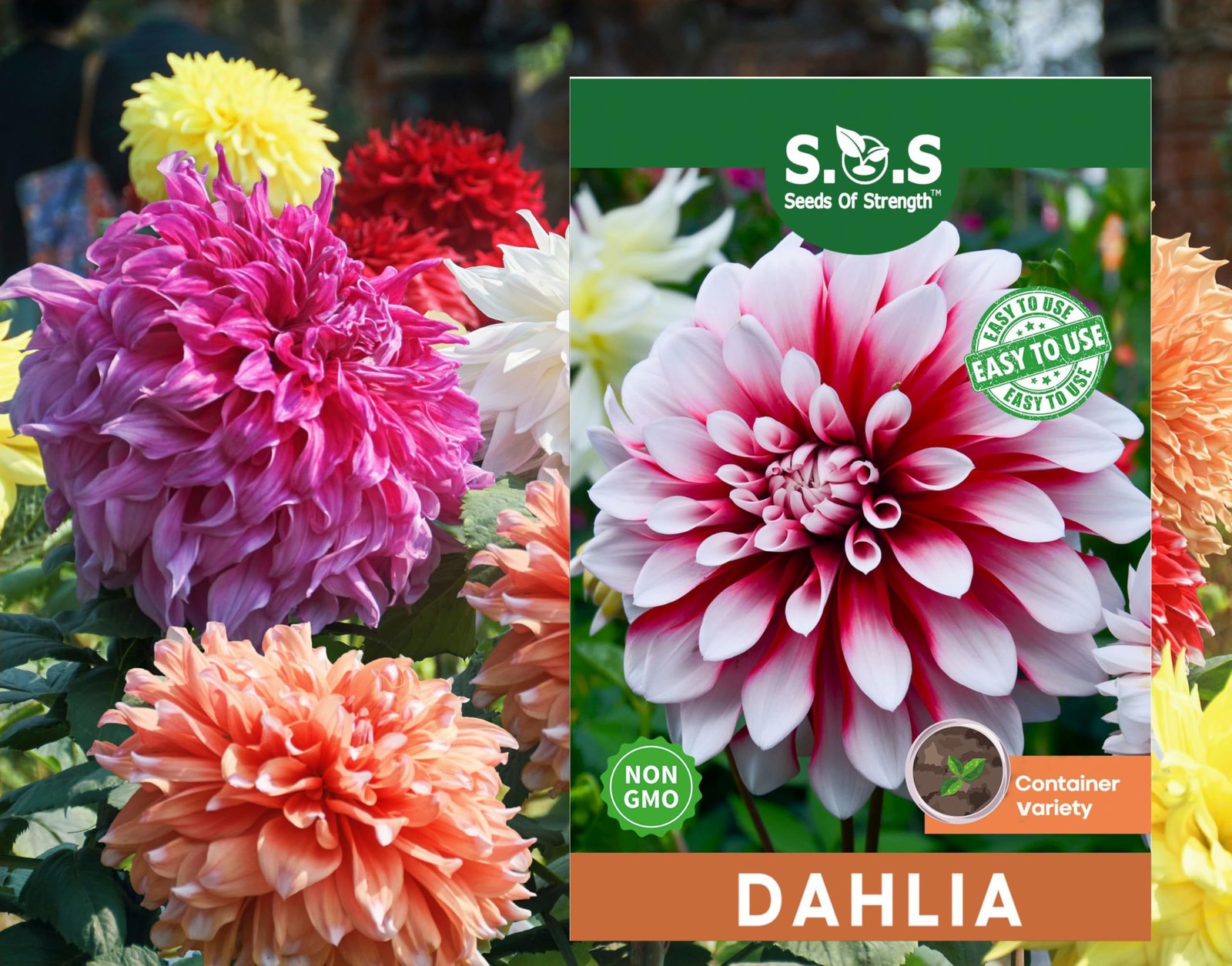 100 pcs Perennial Dahlia Labyrinth Flower Seeds for Planting – Exotic green