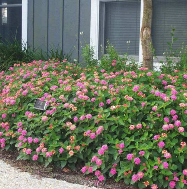 Set 2 Lantana Anne Marie Live Plants – 4-6″ Tall – Flowering Plant for Landscapi