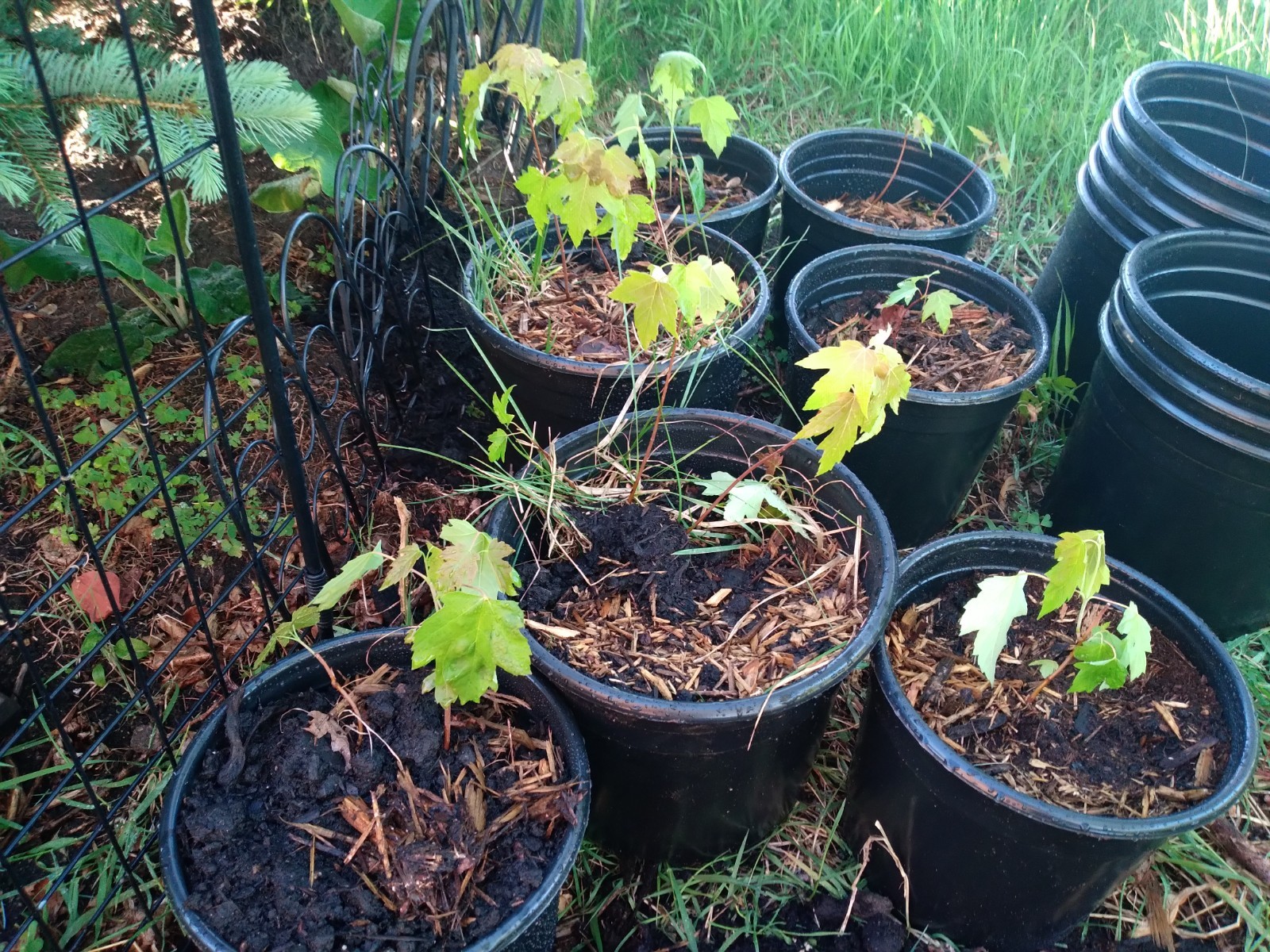 8 Live Sugar Maple Seedlings (1‑Year‑Old) – 8–16” Tall – 120‑Year‑Old farm site
