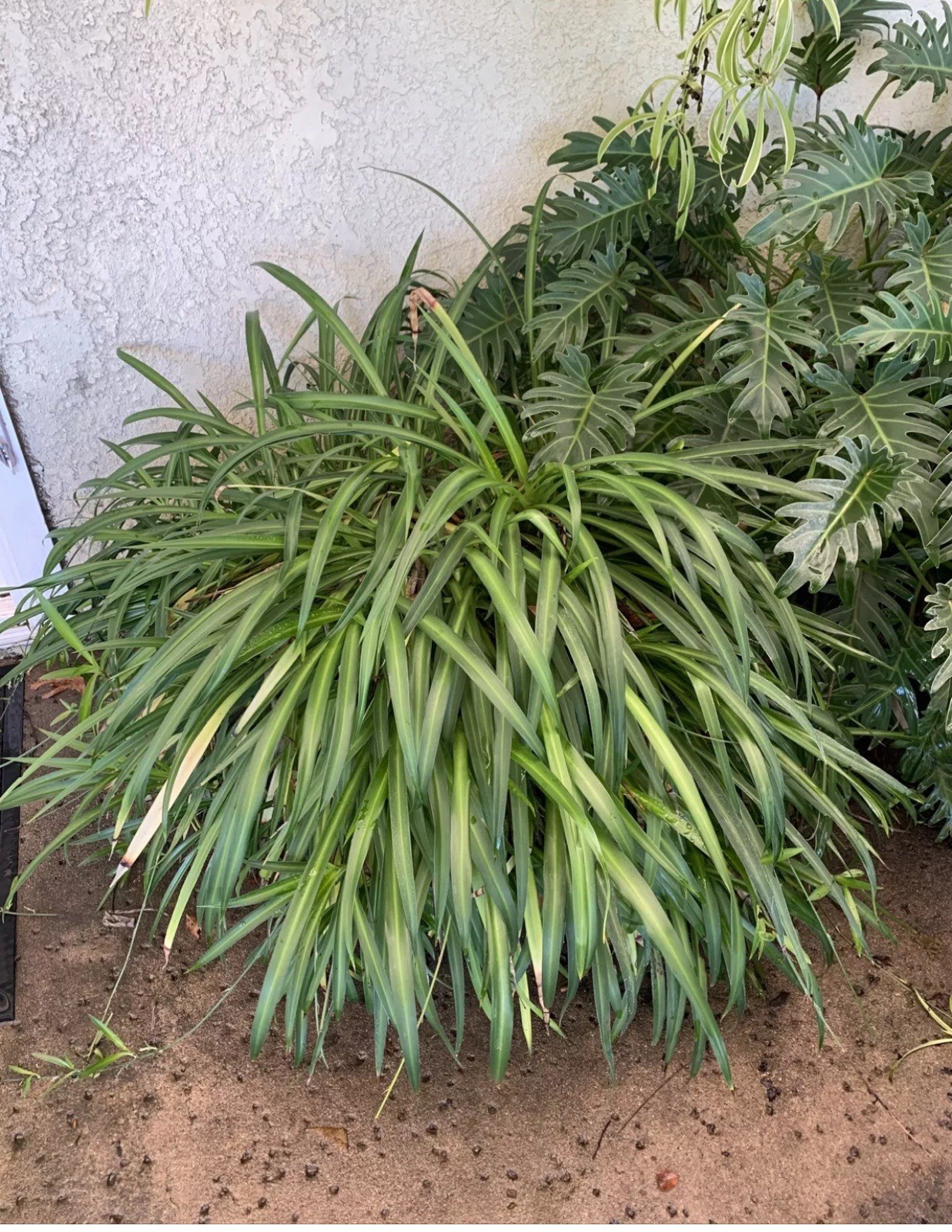 2 Purple Heart, Elephant Bush X 5, And 3 Spider Plant Lot.