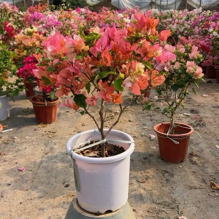 Multi Colors Orange Lipstick 橙口红三角梅Maharani Bougainvillea Bonsai Medium Size