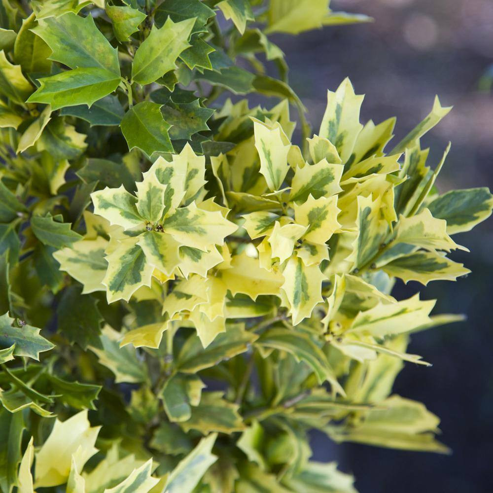 2 Gal. Holly Golden Oakland Shrub with Variegated Foliage