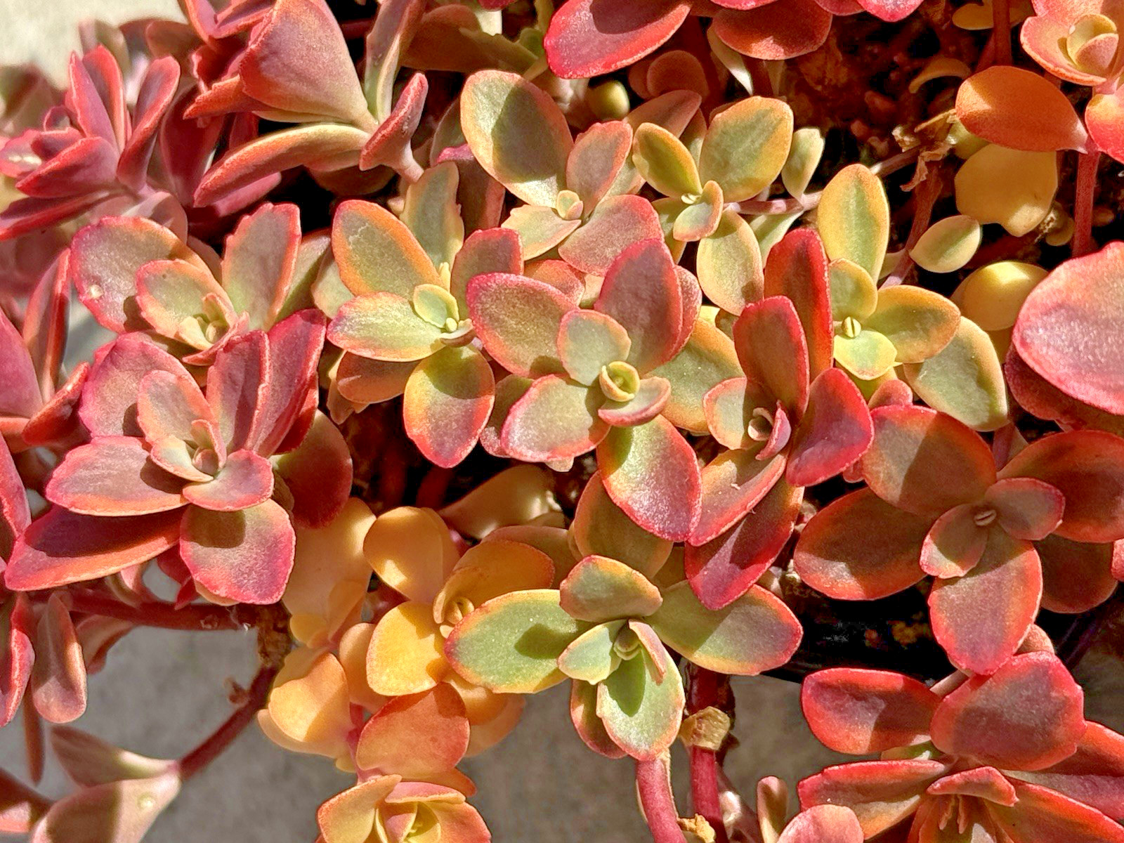 Gorgeous, Colorful & Healthy Sedum Sunsparkler Wild Fire 4 in plant.