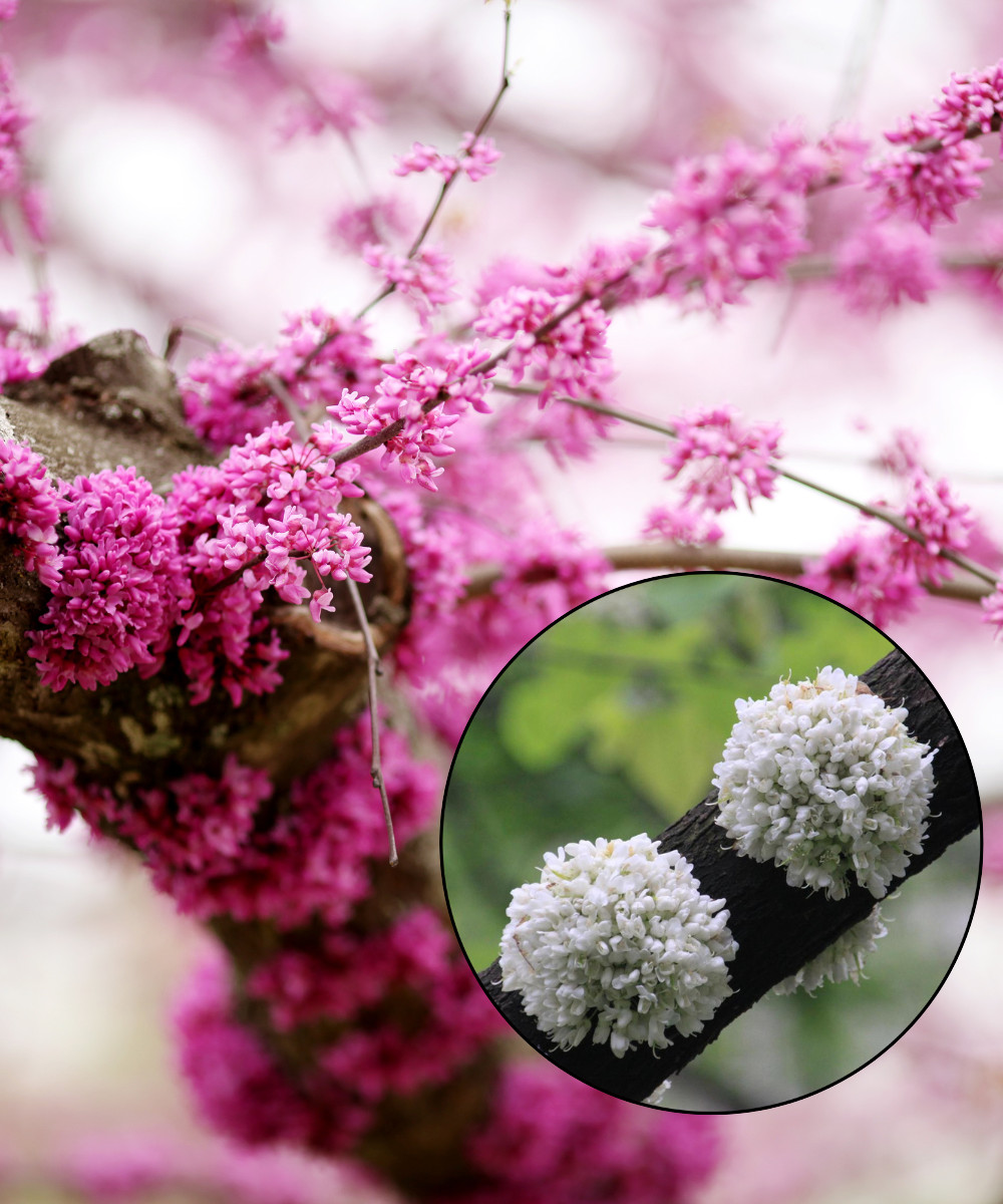 Eastern Redbud tree seeds Pink and White Selection Pre-Stratified Ready to Plant