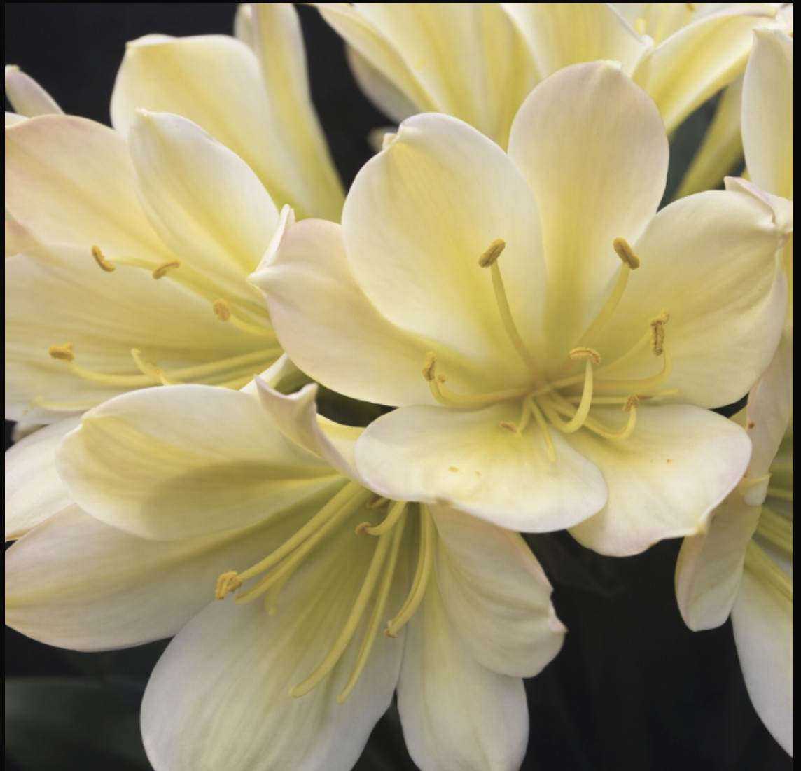 Clivia compact broad leaf Chinese Radiant Blush x Self one plant