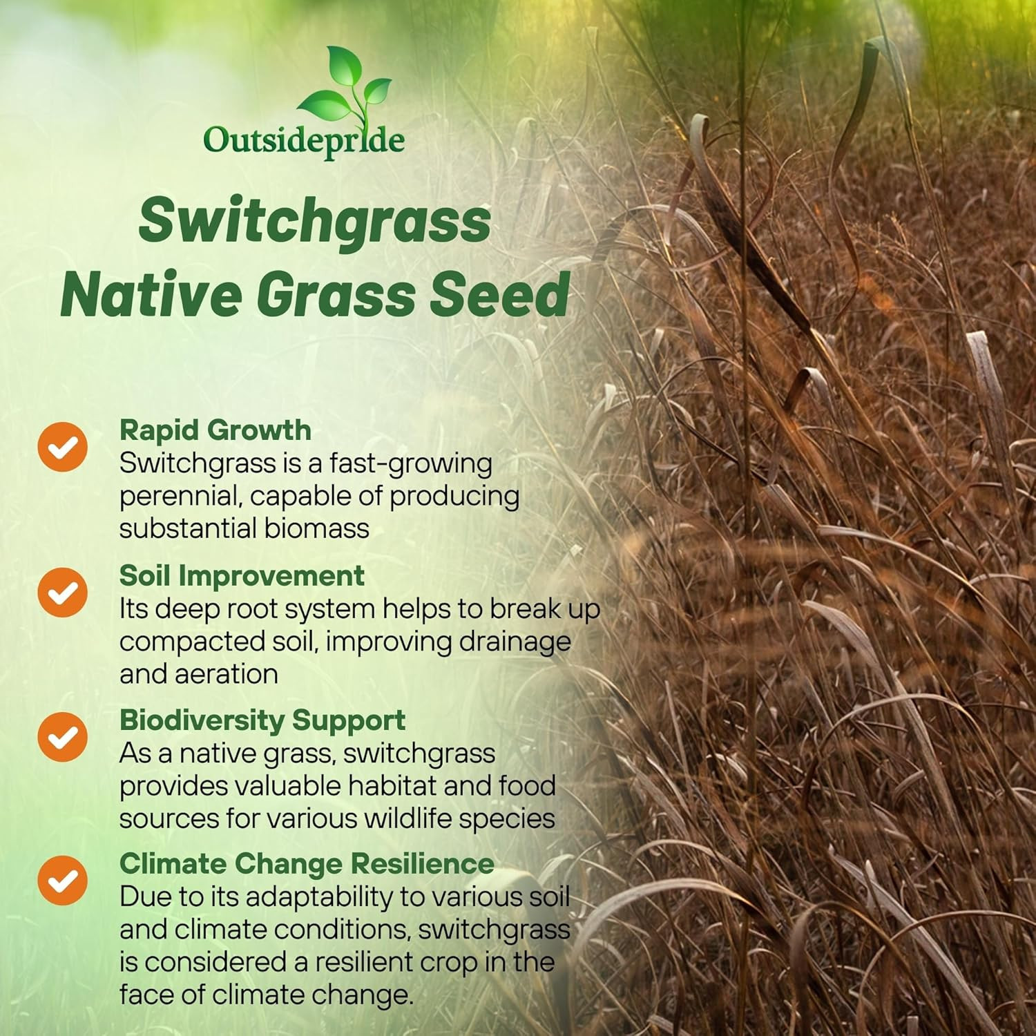 Switchgrass Seed – 1 Lb. Perennial Hardy, Drought & Flood Tolerant Native Grass