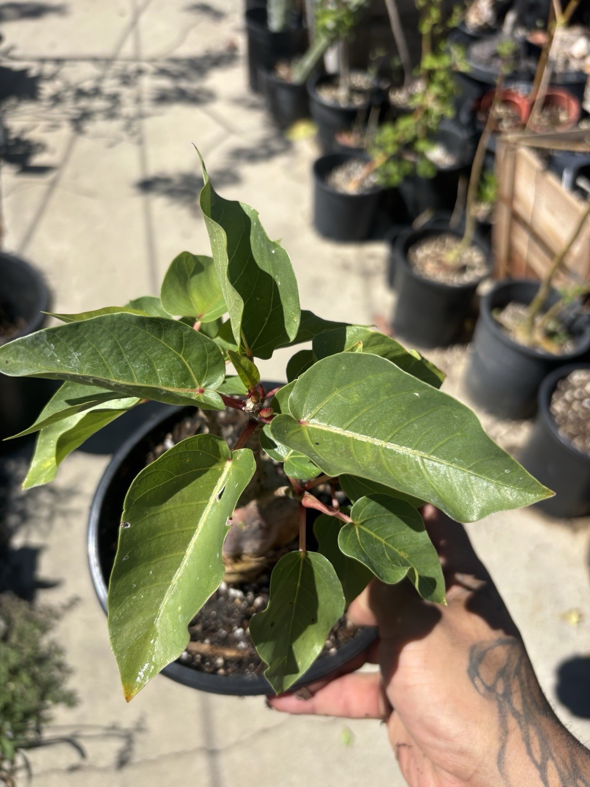 Ficus Palmeri Rock/Palmers Fig Caudex