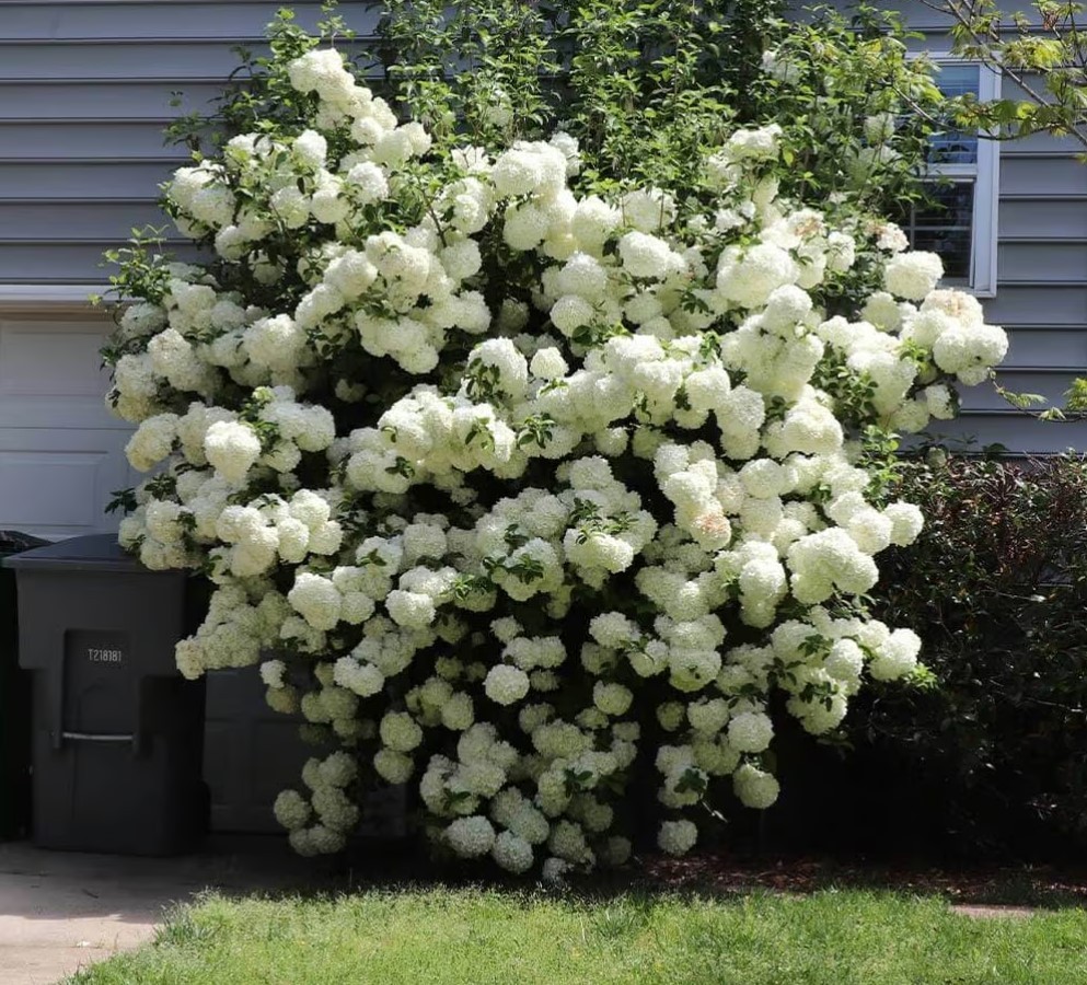 Old Fashion Snowball Viburnum Live Plant – 6-12″ Tall 1Qt Pot – Zones 3-8 Hardy