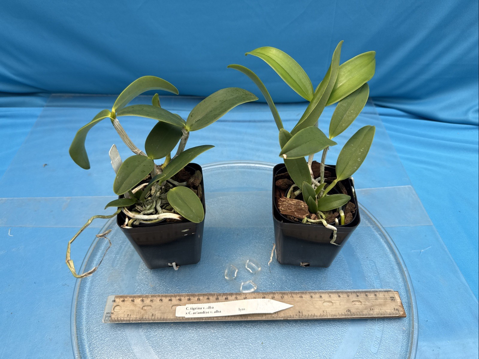 Cattleya Lacey Michelle Matherne (tigrina Alba X aclandiae Alba) Orchid 4” Pot