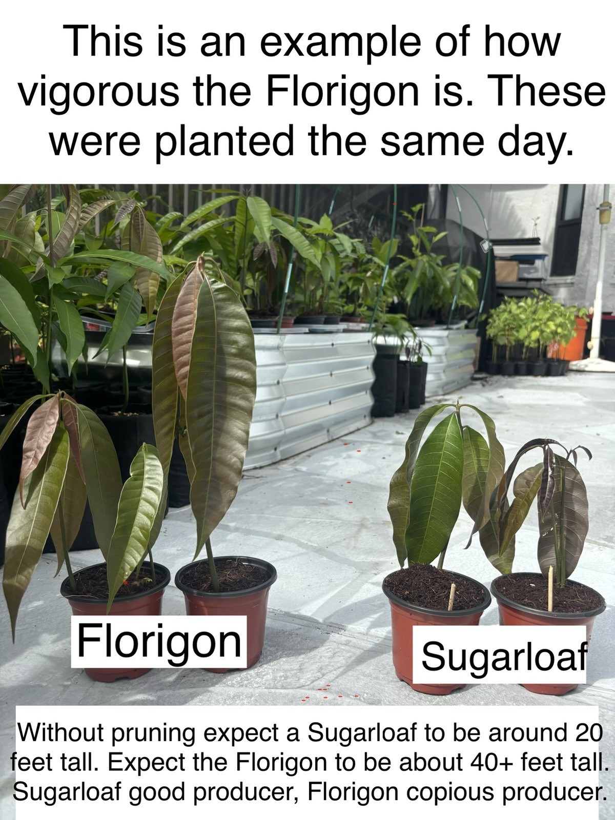 2 Yrs To Fruit FLORIGON Mango 3 To 4 Tree Clones NO GRAFTED NEEDED