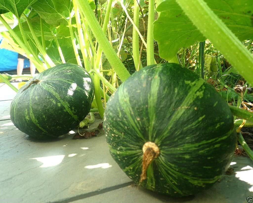 Japanese Kabocha Pumpkin Seeds Chestnut Squash Sweet Nutty Flavor Heirloom