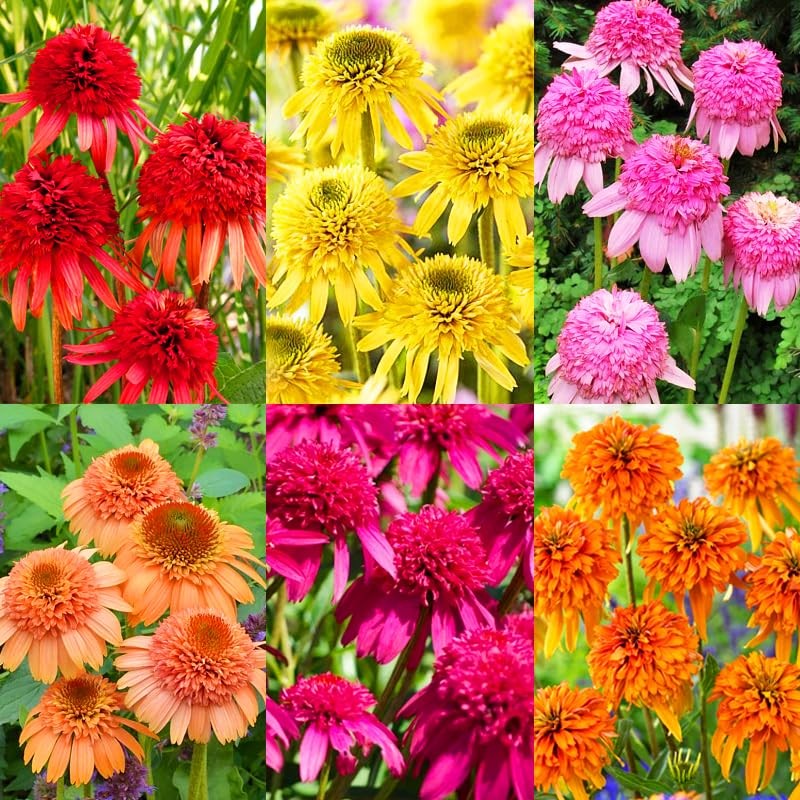 1000+ Echinacea Coneflower Seeds for Planting -Perennial Cone Flower Seeds Attra