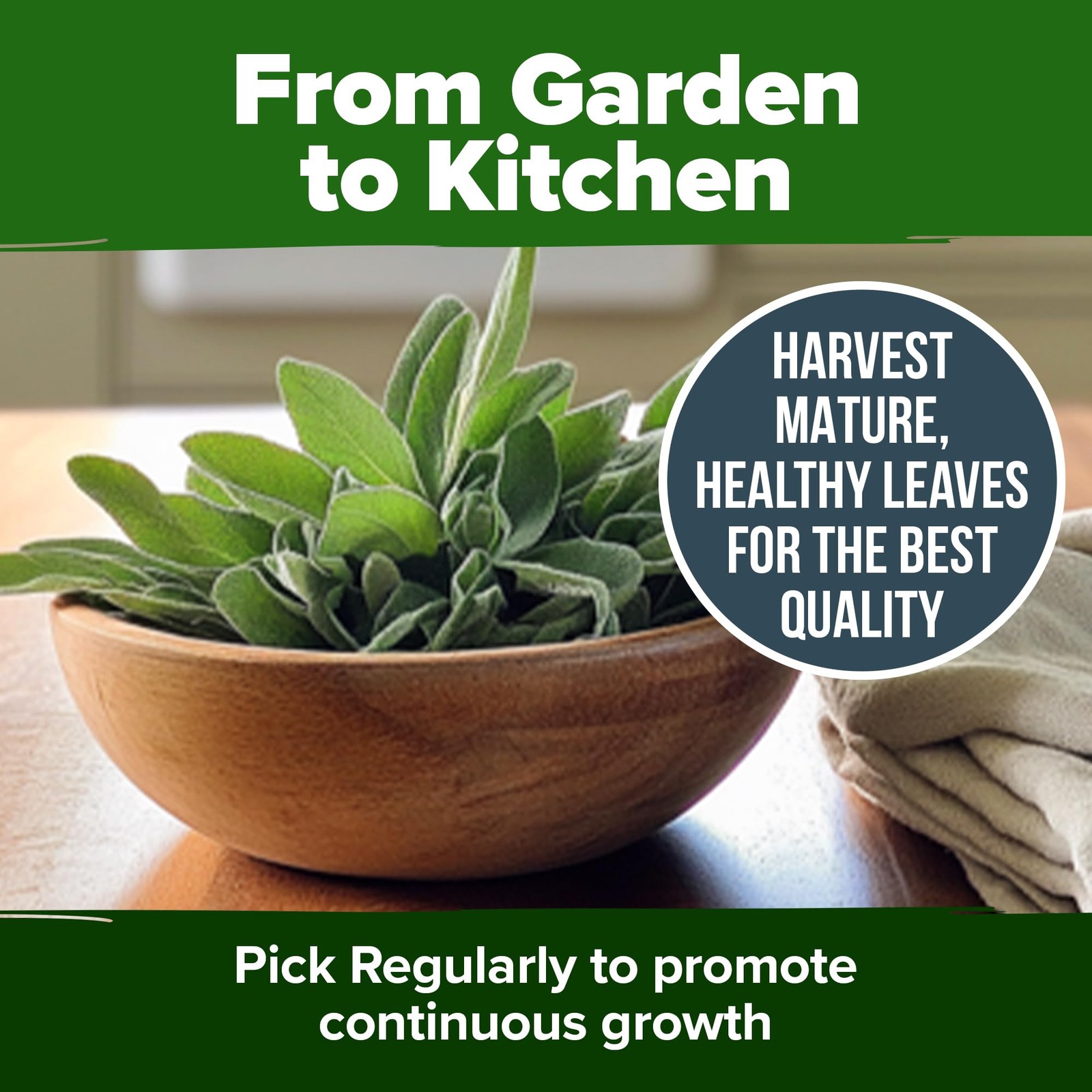 HOME GROWN Non GMO White Sage Seeds 323 Pack Heirloom – 1-Pack, Green