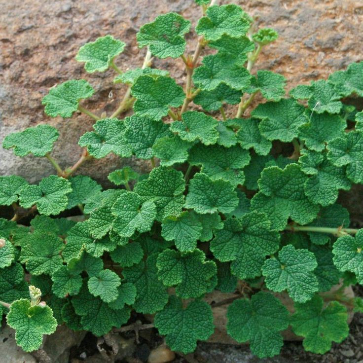 Creeping Raspberry Rubus 25 Plants in 3-1/2 inch Pots