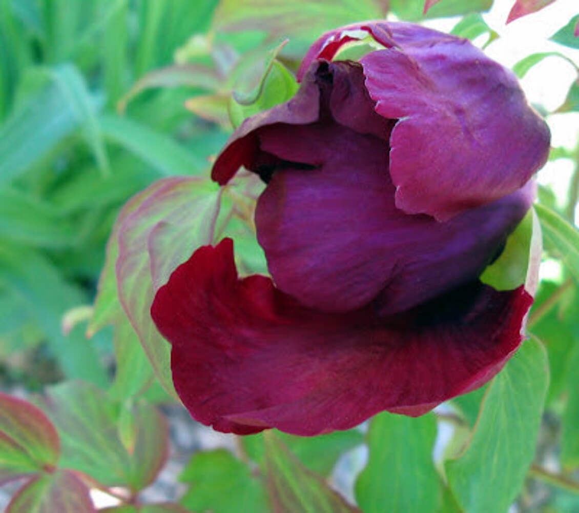 Hatsugarasu Japanese large flower tree peony Preorder for fall 2026