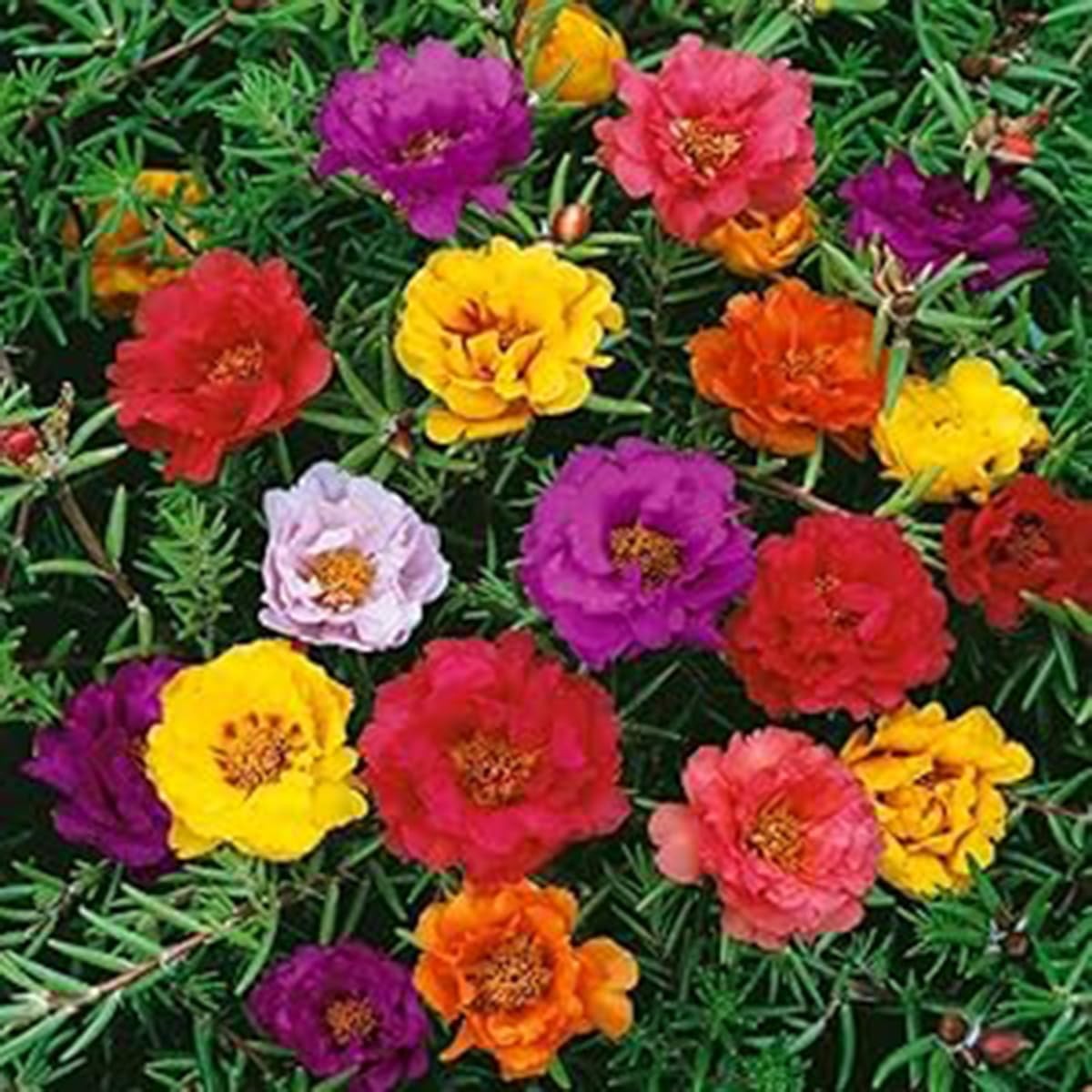 11000+ Portulaca Grandiflora Moss Rose Seeds Mixed Color Normal, Brown
