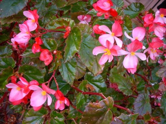 Angel Wing Begonia Richmondensis Pink Rooted Starter Plant BUY 2 GET 1 FREE