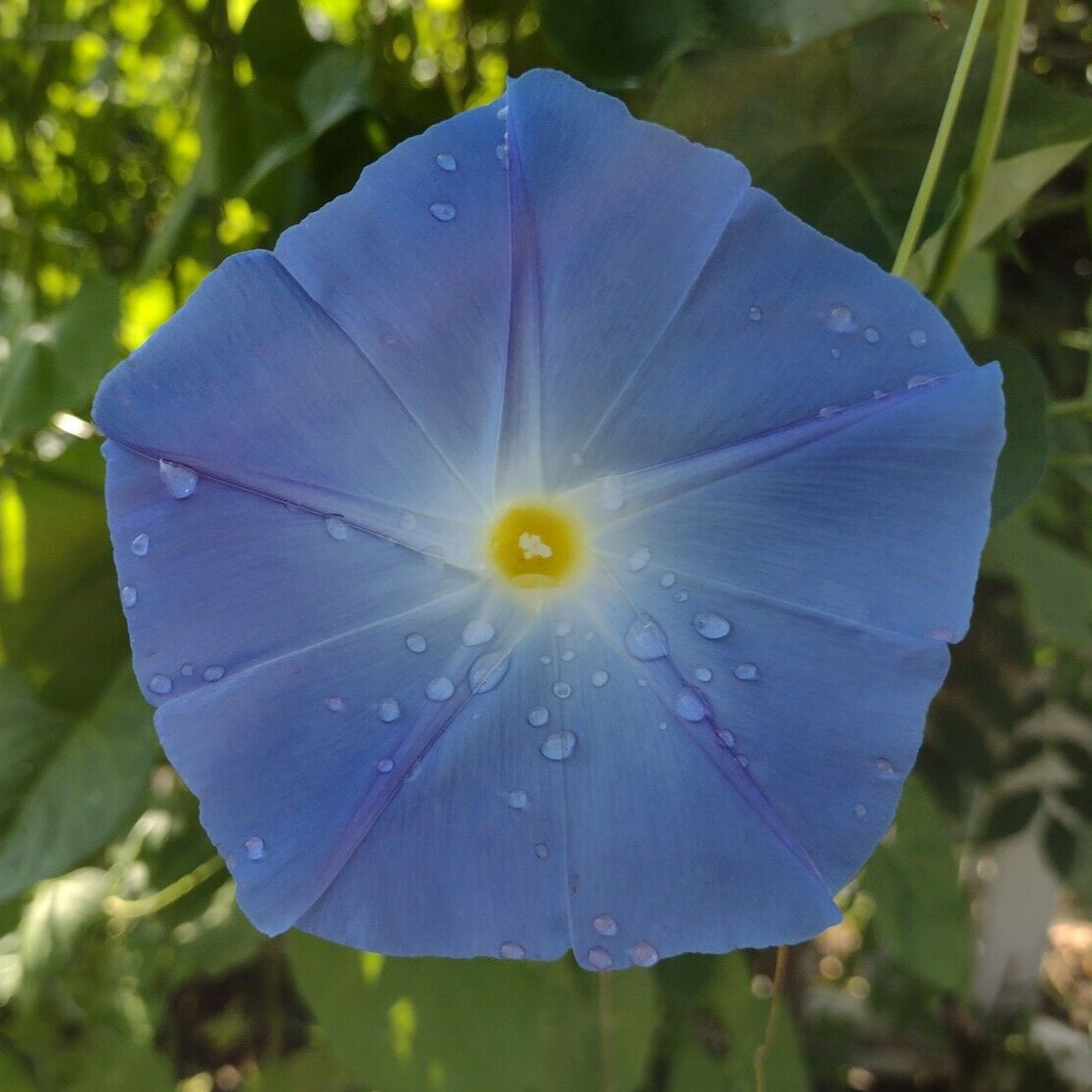 100+ Morning Glory Seeds Mystery Mix | Purple/Blue/Orange/Red/Pink/White/Striped