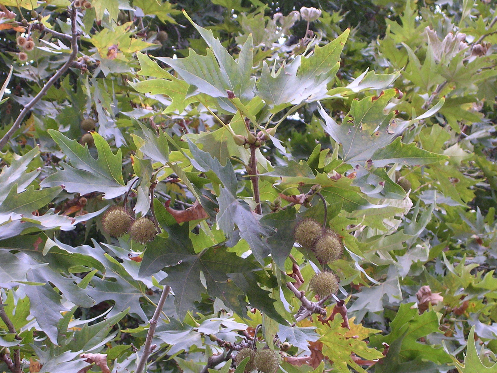 Platanus orientalis ORIENTAL PLANETREE Tree Seeds!