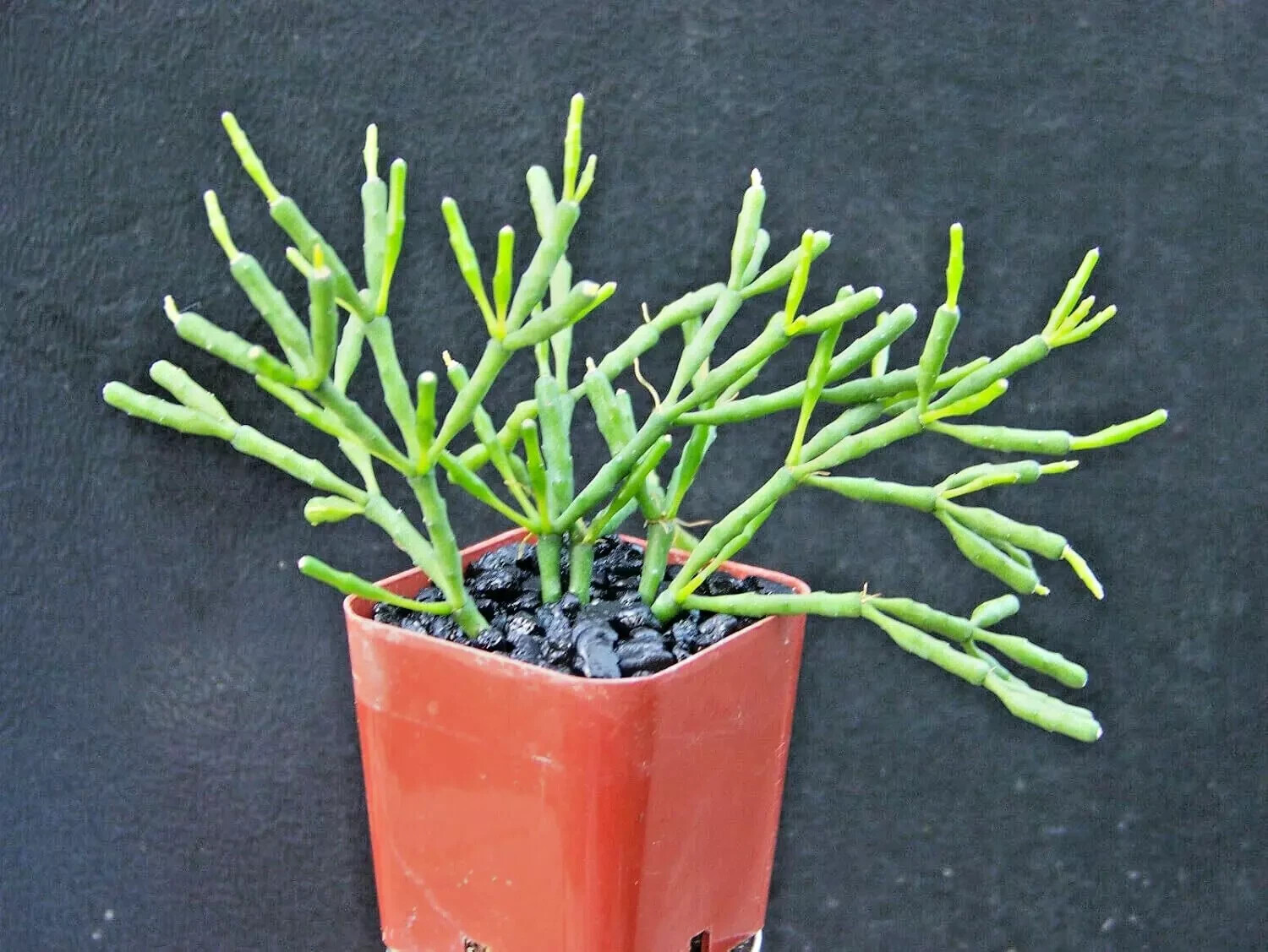 HATIORA SALICORNIOIDES ~Dancing Bones Cactus~ 2″ Plant by Exotic-Succulent-Colle