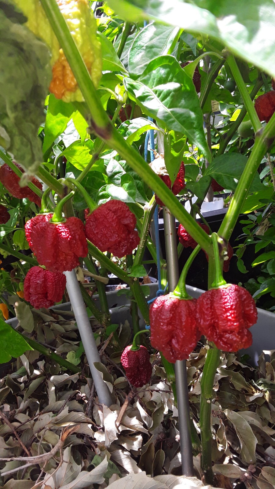 50+ Chocolate Carolina Reaper Chili Pepper Seeds World Record Hot Peppers