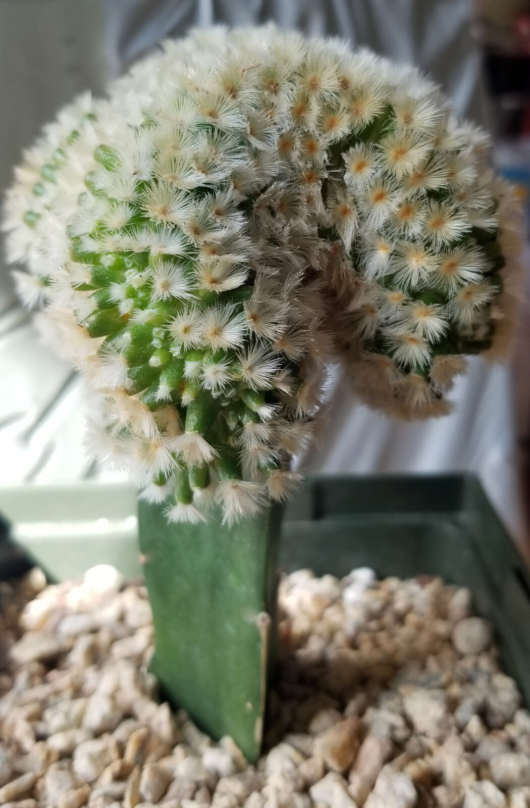 Robust, Gorgeous Mammillaria Carmanae Crest – a Must Have in any Collection