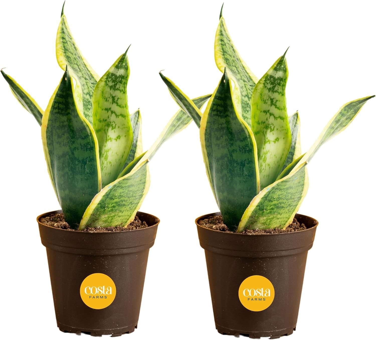 Snake Plants Live AirPurifying Indoor Houseplants in Plastic Pots, 2Pack