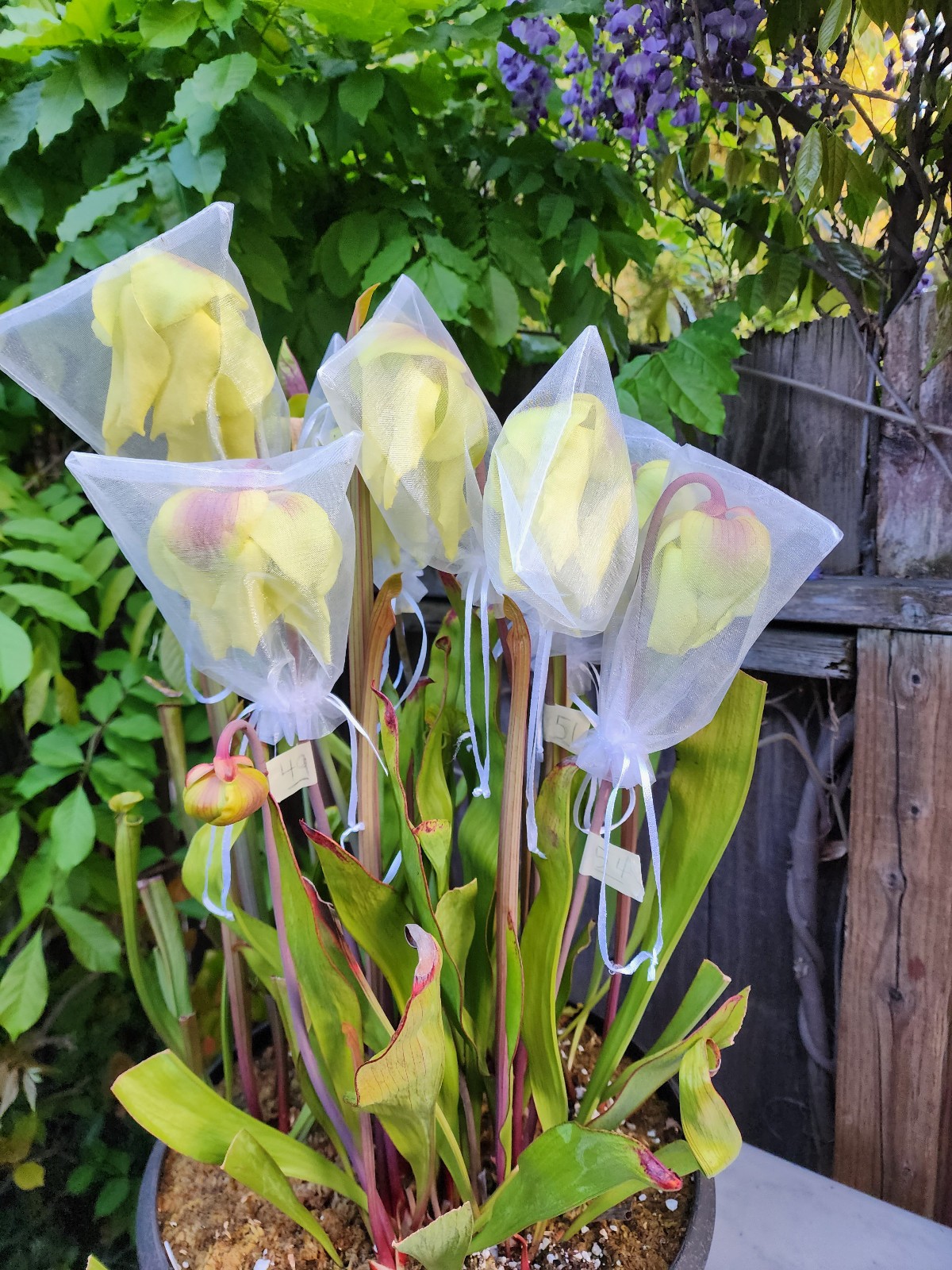 2025 SARRACENIA SEEDS: LEUCOPHYLLA ALBA ROD’S FAVORITE X CAITRIN CLAIRE
