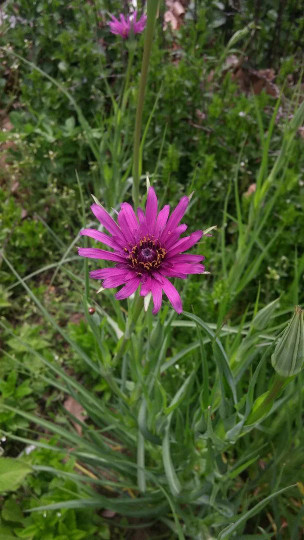 Salsify (Tragopogon porrifolius), qty 100 seeds, organically grown