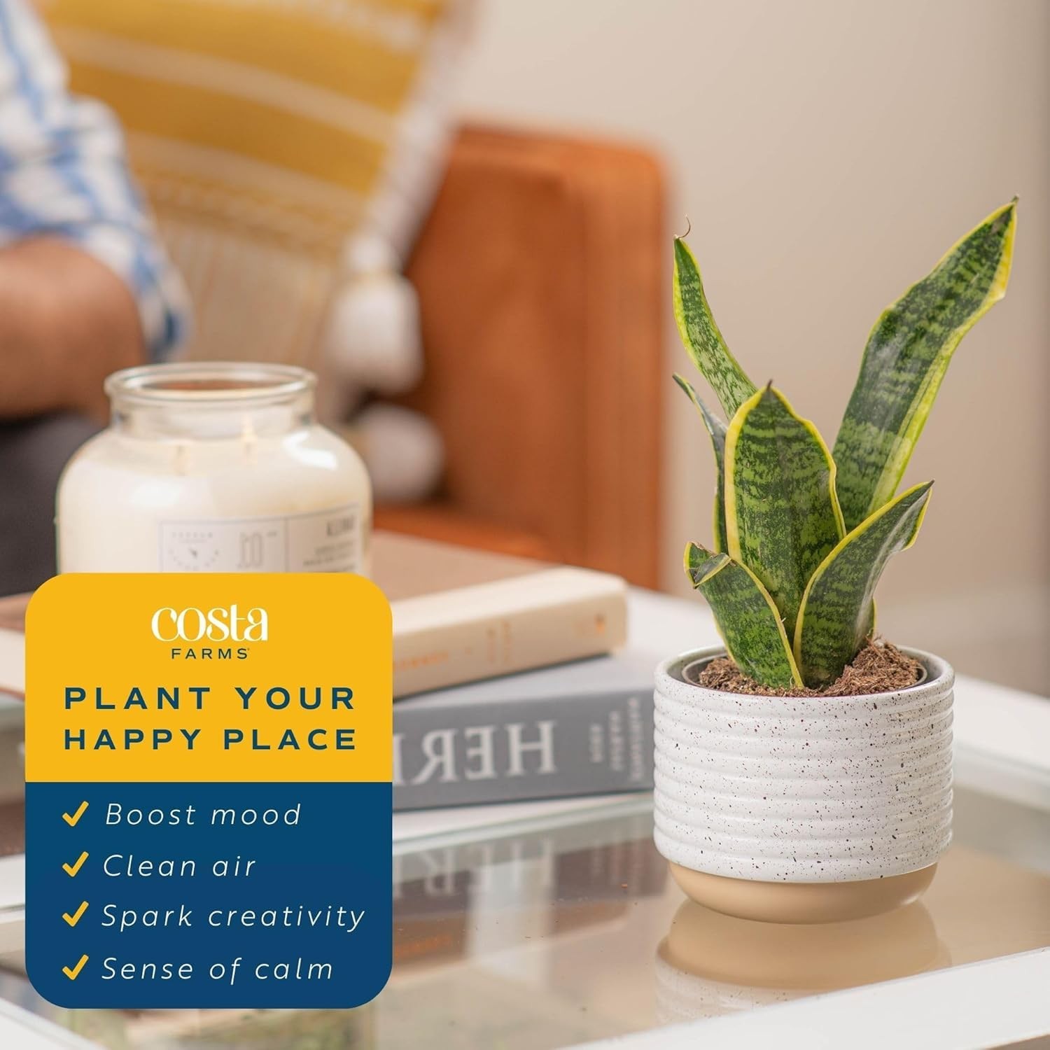 Snake Plants Live AirPurifying Indoor Houseplants in Plastic Pots, 2Pack