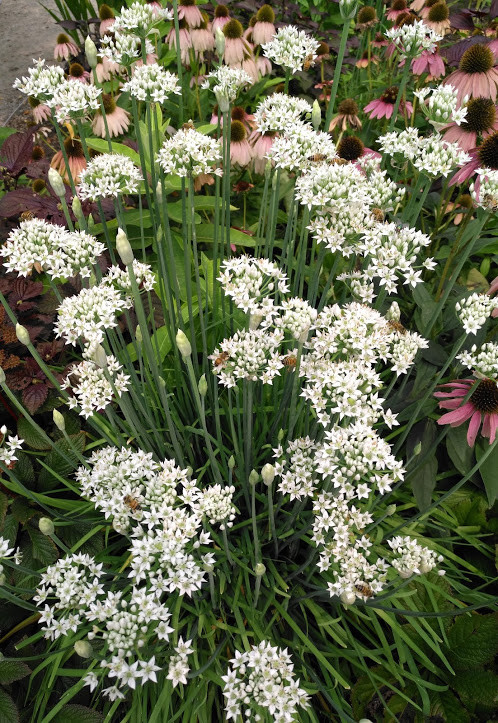 200 Garlic Chive, Chinese Leek, Herb Seeds Allium tuberosum for Jiaozi or Omelet