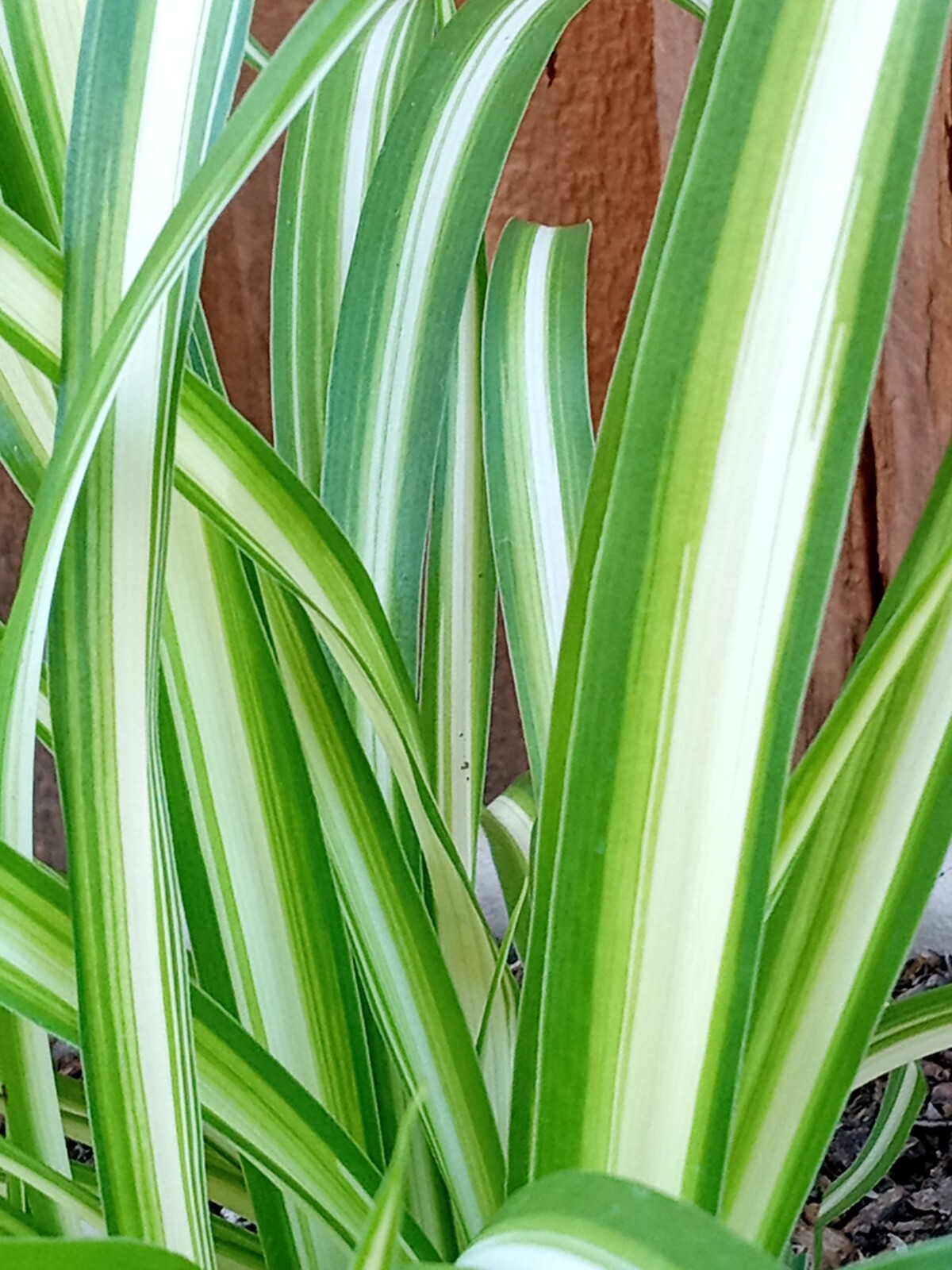 1 Variegated Live Spider Plant Pup ‘Chlorophytum Comosum” Rooted-Ready to Grow