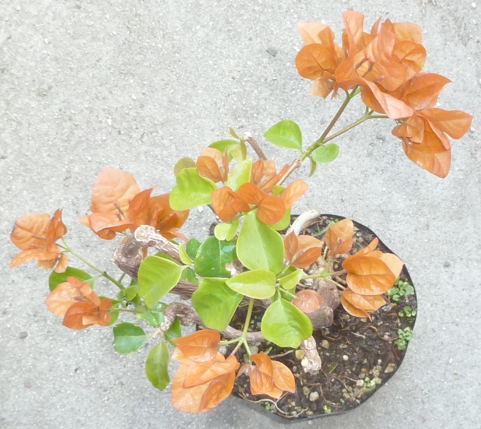 Bougainvillea Orange King Pre Bonsai Dwarf Shohin Nice Movement Trunk Flowers