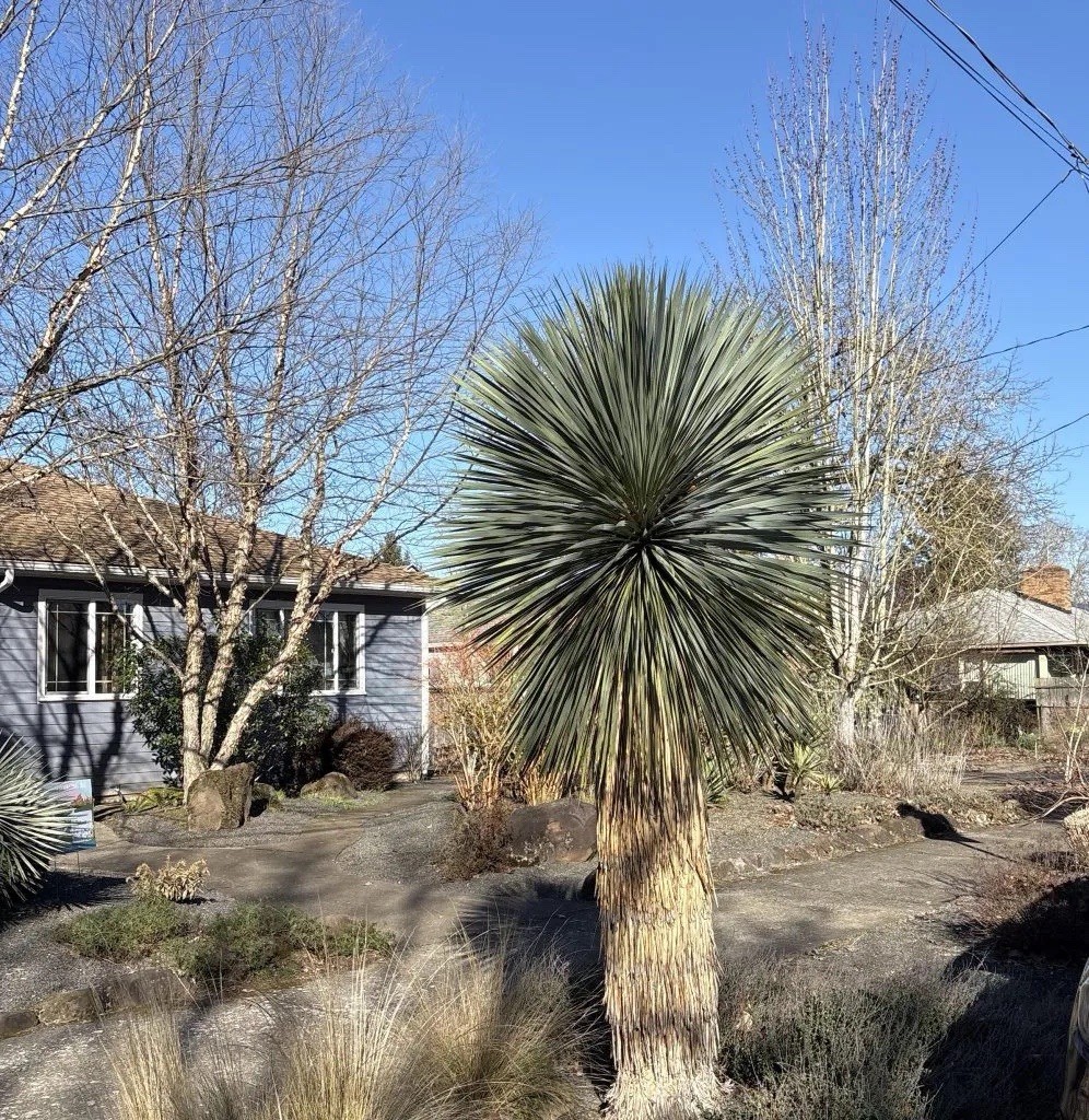 ( buy 3 get 1 free!! ) 1.5yr old yucca rostrata seedling