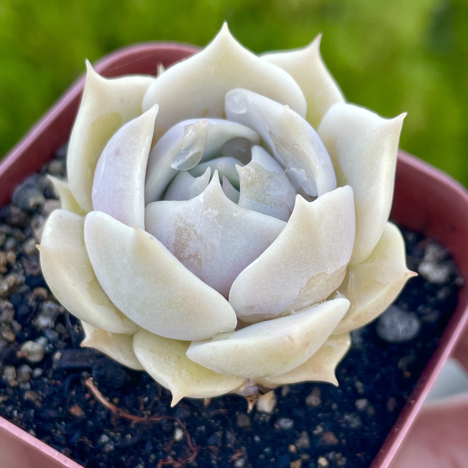 Rare Echeveria Lola Succulent Rooted Live Plant 1-2 Inch Home Decor Gift