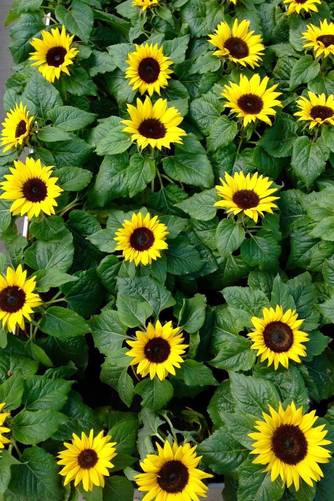 30 INCREDIBLE DWARF SUNFLOWER Helianthus Annuus Flower Seeds