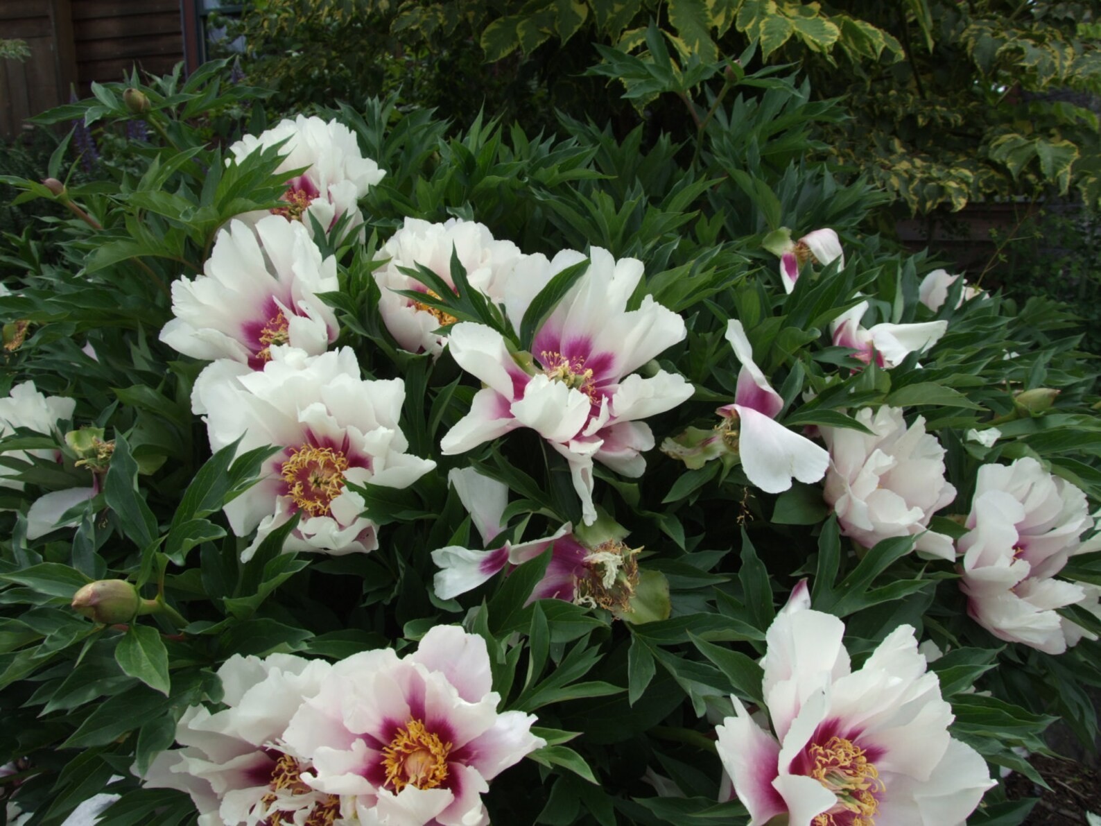 Cora Louise Itoh Bareroot Peony, 2-3 Eye, Great for Fall or Spring Planting!