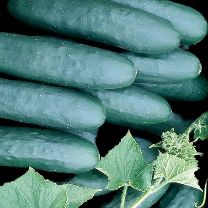 Marketmore 76 Cucumber (slicer) Seeds Free Shipping!