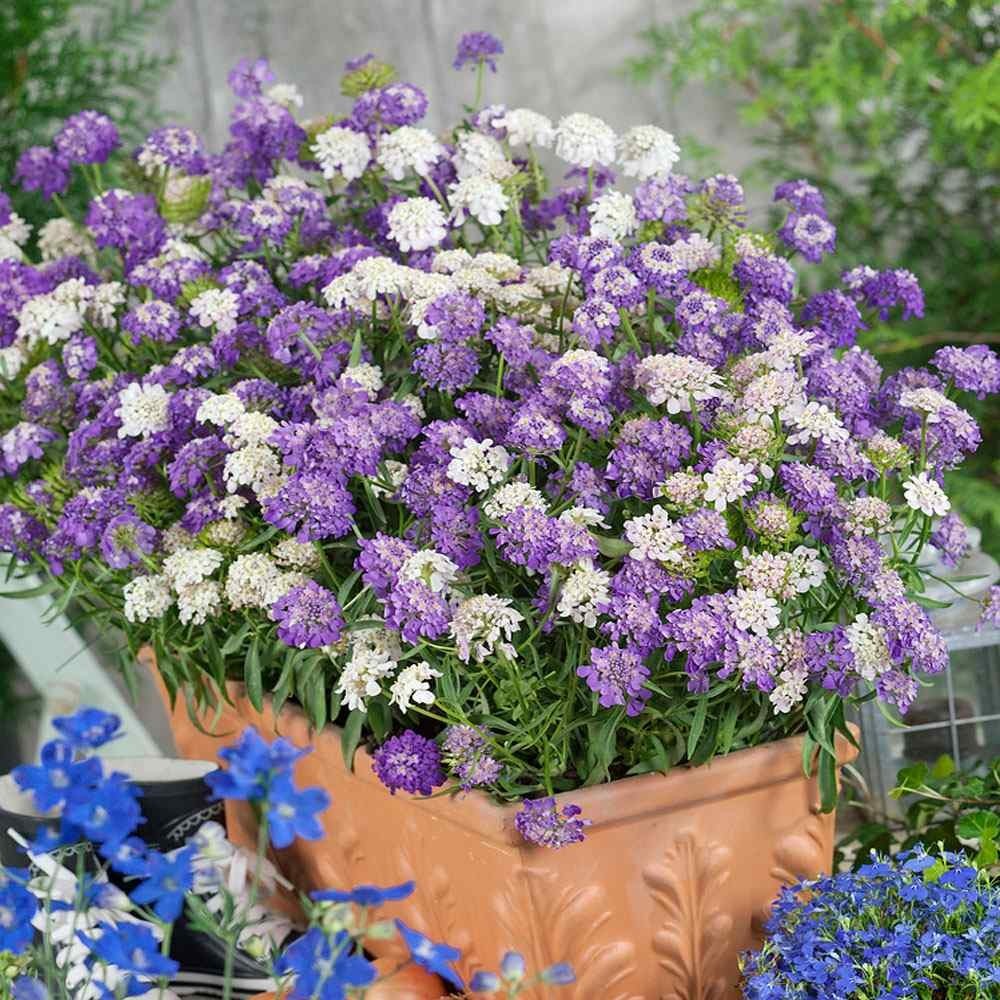 400 Seeds Candytuft Dwarf Mix Wild Flower Cover & Border Free Shipping & Track